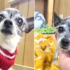 Sweet Senior Chihuahua Chihuahua Finds Herself at Shelter for Simply Wanting Love