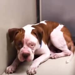 Heartbroken Pit Bull Curled Up Alone In Shelter Until A Kind Woman Changed His Life Forever