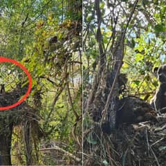 Dog Found Stranded in Tree For Days After Being Swept Away Hurricane Floodwaters