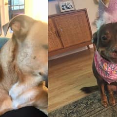 Rescued Pup Can’t Stop Smiling As Family Throws Her A Special Birthday Party
