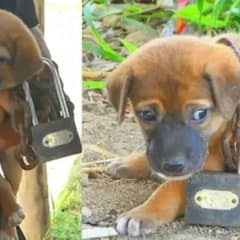 Terrified Puppy Found Abandoned With Huge Chain In A Deserted Area
