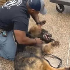 10-Year-Old Military Dog Turns Into A Playful Puppy When Reuniting with His Handler