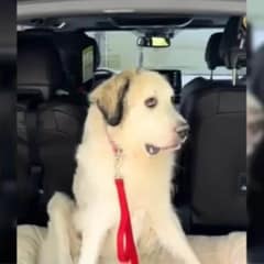 You Won’t Believe Why No One Wants To Adopt This Adorable Foster Dog