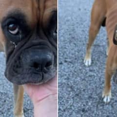 Stray Boxer Melts Hearts After Finally Experiencing the Joy of Cuddles