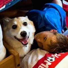 Each Day, This Corgi Waits Anxiously for His Siblings’ Return, Then Chaos Follows