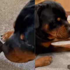 Giant Rottweiler’s Adorable Encounter with Puppy Sibling Shows Why Rotties Are the Best