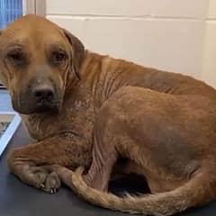 ‘Saddest’ Dog Saved From Death Row Finds Joy and Healing Thanks to Foster Kittens