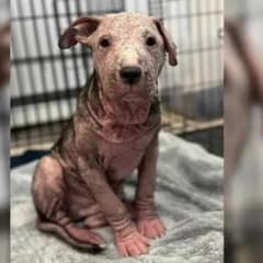Miraculous Transformation: Pup Saved from Euthanasia Thrives After Mange Treatment