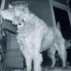 Owner Shocked by Dog’s Surprise Discovery on the Porch at 5:30 A.M