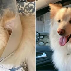 Rescue Pup’s Incredible Reaction When He Can Finally See the World Clearly for the First Time