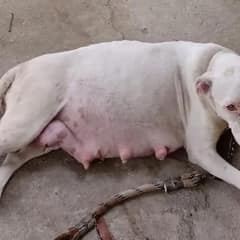 Shocking Security Footage Shows Man Leaving His Pregnant Dog Tied Up To A Pole