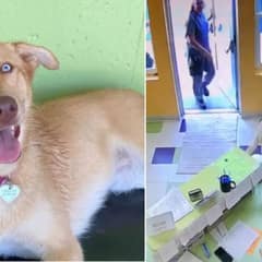 Happy Dog’s Unexpected Antics Steal the Show at Day Care