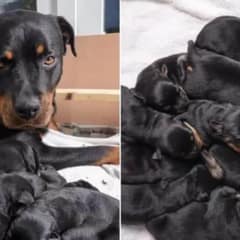Incredible Surprise: 2-Year-Old Rottweiler Delivers One of the Largest Litters Ever