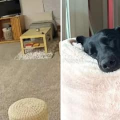 Dog Owner’s Home Camera Reveals Unexpected Surprises