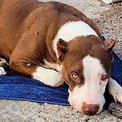 Rescued Pittie Finds Safety and Joy After A Harsh Life on the Streets