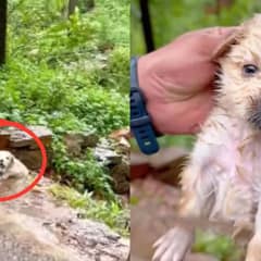 Kind Man Rescues Trembling Pup from Rainy Roadside, Giving Him a Cozy New Home