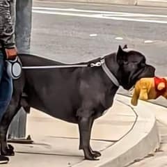 Family’s New Guard Dog Becomes Their Beloved Comedian
