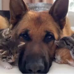 Watch This German Shepherd’s Sweet Reaction with Little Kittens