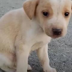 Shivering Puppy Discovered in Garbage Yearns for a Loving Home
