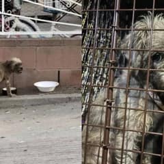 Lonely Pup Searches Door-To-Door For Food Until Kind Neighbors Steps In