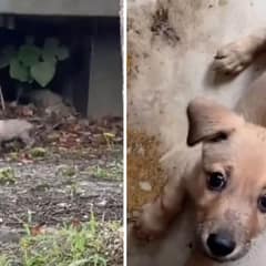 Shivering Pup Left Out in the Rain Finds a Warm Home and Loving Family