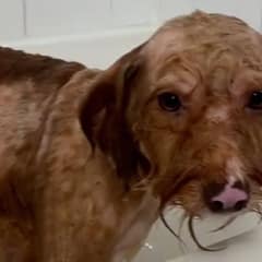 Matted Dog Finds Joy and Comfort in His First Bath Experience