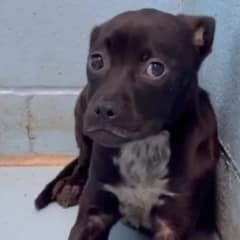 Traumatized Puppy Who Was Trembling In Her Kennel Finds Courage and Joy