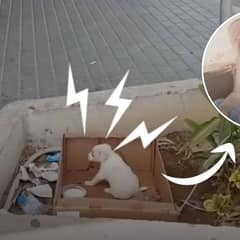 Tiny Puppy Left to Suffer Outside Supermarket Cried Out For Help