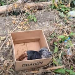 Heartbroken Pup With Severe Eye Infection Left In A Box Makes Remarkable Recovery