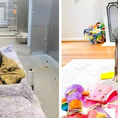 19-Year-Old Dog Transforms into Playful Puppy After Being Saved from Shelter