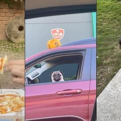 Paw-sitively Hilarious: Funniest Dog Videos Of The Week