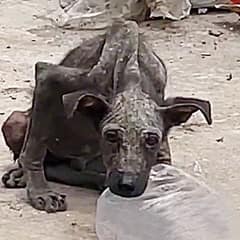 Stray Dog on the Brink of Starvation Finds Hope Through Kindness of Young Woman