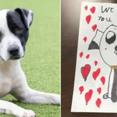 Surrendered Dog At Shelter Found With Kids’ Heartwarming Goodbye Note