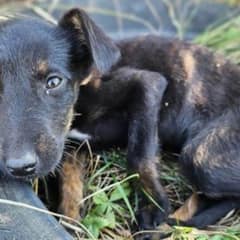 Rescuers Spring Into Action To Save Stranded Sick Puppy In Remote Area