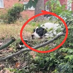 Injured Pup Found Behind A Dumpster Transforms From Fearful To Affectionate