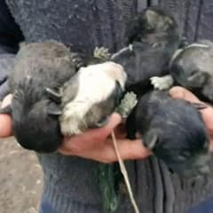 Rescuer Discovers A Box in the Woods, Leading To An Unexpected Surprise