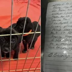 Homeless Man Delivers Puppies To Shelter With An Emotional Note