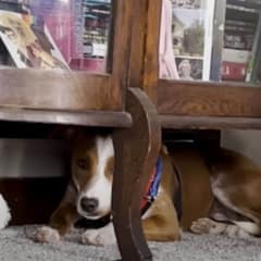 Terrified Rescue Puppy Learns to Trust Her New Mom And Dad After A Surprising Event