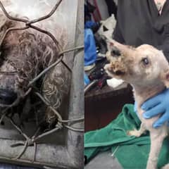 Blind Senior Dog Can’t Hold Back His Happiness When He Could Smell His Long-Lost Family After Years