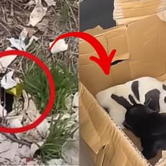Man Finds Stranded Puppies By The Road And Decides To Bring Them Along On His Business Trip