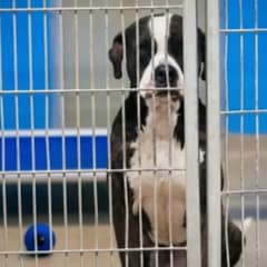 Lonely Pup Waits By His Kennel Forever While Other Dogs Gets To Go Home