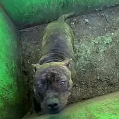 Rescuers Open Dumpster Lid To Find The Cutest Pittie Puppy Looking Back At Them