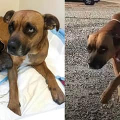 Mama Dog Approaches Woman By The Roadside, Begging Her To Save Her Puppies