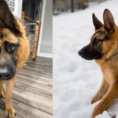 Brave German Shepherd Overcomes Short-Spine Syndrome To Become Internet Star