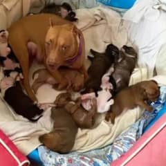 Sweet Mama Dog Finds Love and Confidence with the Help of Foster Puppies