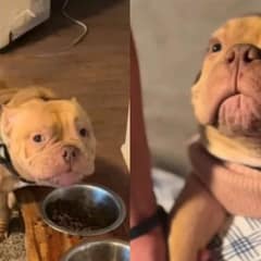 Watch This Happy Dog Pauses His Dinner Time To Shower His Family With Kisses