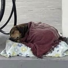 Gas Station Attendant’s Gentle Gesture Warms A Stray Dog On A Cold Winter Day