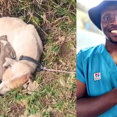 Security Team Stumbles Upon A Poor Dog Mama And Her Pups Tied To A Sign At Driveway End