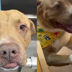 Dog Saved from Abusive Home Seeks Comfort by Holding Hands with Everyone