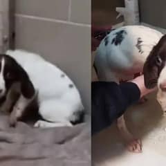 Dog’s Traumatic History Causes Her to Soil Herself at the Sight of Other Human